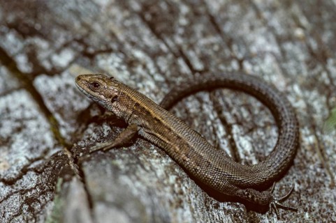 Mountain lizard, Lacerta vivipara, bog lizard, viviparous lizard, zootoca, common lizard, critters,