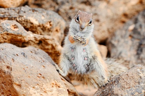 Atlantic ground squirrel or North African bristly ground squirrel (Atlantoxerus getulus), a female