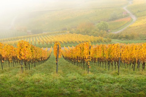 Foggy autumn day in hilly vineyards with yellow leaves, basket in the Rems Valley,