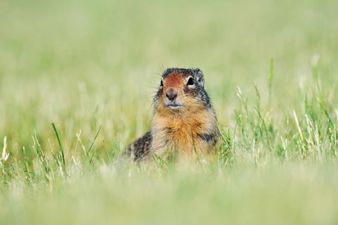 Columbia ground squirrel (Urocitellus columbianus, Spermophilus columbianus) sitting in a meadow,