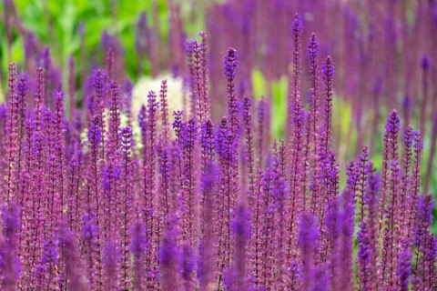 Woodland sage (Salvia nemorosa) or steppe sage, North Rhine-Westphalia, Germany