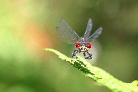 A blue-tailed damselfly (Pyrrhosoma nymphula) perched on a fern, looking at the camera, Wilnsdorf,