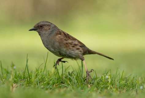Dunnock or Hedge sparrow (Prunella modularis) adult garden bird on a grass lawn, Suffolk, England,