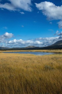 Yellow meadow under blue sky with clouds and mountains in the background, landscape in the