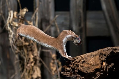 Carnivora, least weasel, mouse weasel, mustela nivalis, predators, prey, bolt, capture, hunting,
