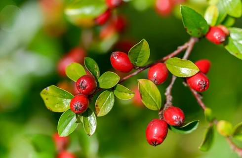 Cotoneaster Horizontalis, Medlar, Neophyte, Wall Cotoneaster, Cotoneaster, Cotoneaster, Flora,