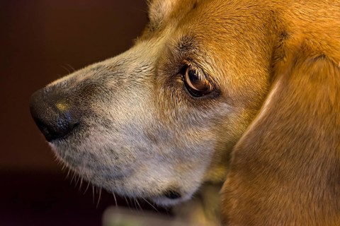 Portrait of a beagle, close up, Baden-Württemberg, Germany