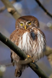 Glaucidium passerinum, pygmy owl, birds, owls, high size, portrait, owls, strigiforms, birds