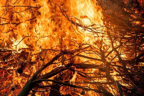 Branches burn in bright, intense fire with blazing flames, Finland