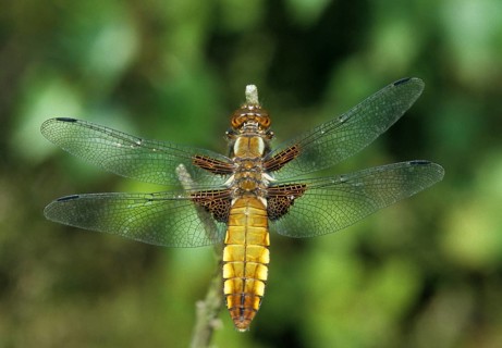 Broad-Bodied Chaser, Libellula Depressa, Flatbelly, Anisoptera, Damselflies, Dragonflies, Female,