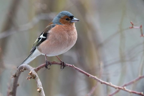 Chaffinch, Fringilla Coelebs, Birds, Male, Passeri, Songbirds, Birds