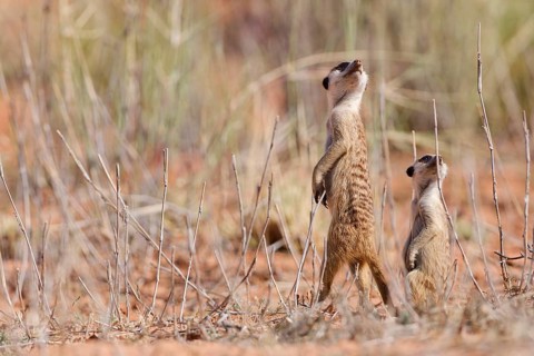 Meerkats (Suricata suricatta), adult and young suricate, standing upright, on the lookout, alert,