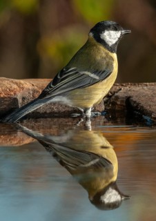 Great tit, great tit, parus major, bath, bird bath, birds, high size, portrait format, tits,