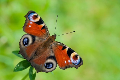 Aglais io, Inachis io, Nymphalis io, peacock butterfly, butterfly, insects, butterfly, butterflies,