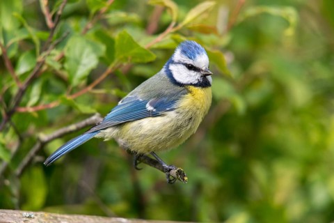 Blue tit, parus caeruleus, birds, tits, passeri, songbirds, songbirds, tits, birds