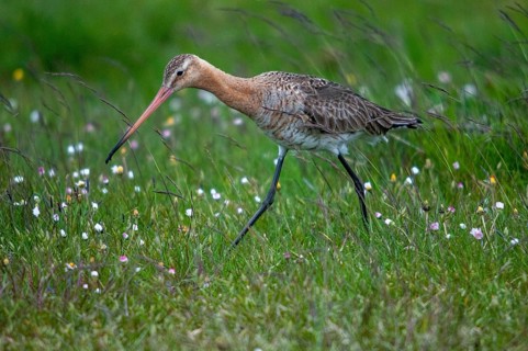 Black-tailed godwit, limosa limosa, Sweden, shore-tailed godwit, birds, charadriiformes, limikolen,