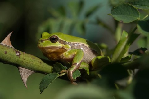 European tree frog, hyla arborea, tree frog, amphibians, amphibians, amphibians