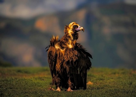 Black vulture (Aegypius monachus) on the ground on a grassy area, in the background the mountain