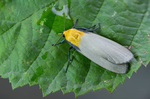 Four-spotted footman, large lichen bear, lithosia quadra, oeonistis quadra, four-spotted lichens,