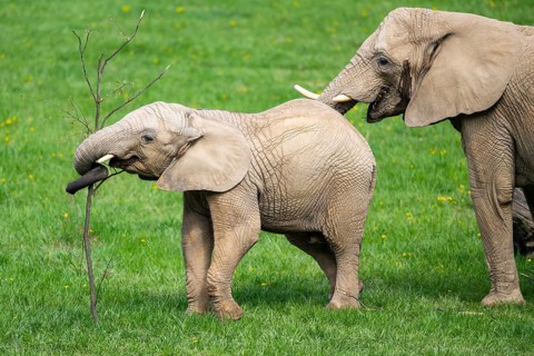 African bush elephant (Loxodonta africana) mother with calf (youngster) standing on a meadow,