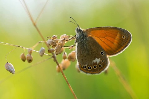 Coenonympha arcania, pearly heath, peargrass moth, white-coined meadowbird, butterfly, insects,