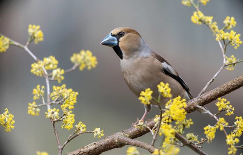 Coccothraustes Coccothraustes, Hawfinch, Heartbiter, Birds, Spring, Passeri, Songbirds, Jump, Birds
