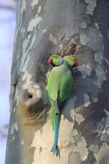 Two green parrots are perched close together on a tree trunk with uneven bark: a rose-ringed