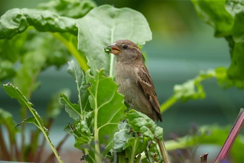 House sparrow (Passer domesticus) adult female bird feeding on a garden Swiss chard vegetable plant