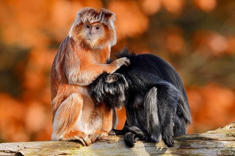 Javan lutung (Trachypithecus auratus) engaging in mutual grooming, black and orange-brown colour