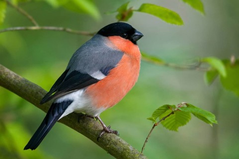 Bullfinch, Bullfinch, Pyrrhula Pyrrhula, Birds, Bullfinch, Male, Passeri, Songbirds, Birds