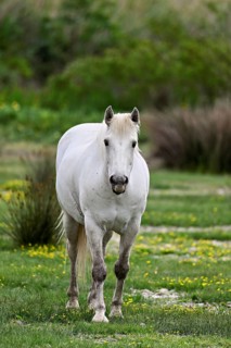 Camargue horse (Equus caballus), running across a meadow of yellow flowers in bloom,