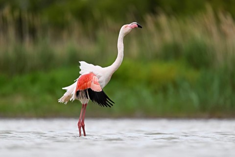 Pink flamingo (Phoenicopterus roseus), preening its plumage, Camargue Regional Nature Park,