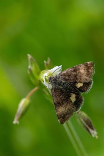 Owl moth, hornwort sunowl, hornwort mulch, noctuidae, panemeria tenebrata, butterfly, high size,