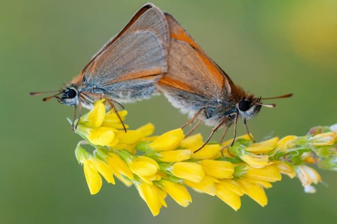 Essex skippe, European skipper, black-winged brown thick-headed butterfly, thymelicus lineola,