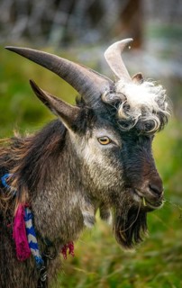 Extraordinary stylish goat eating in the mounatins.Ukraine