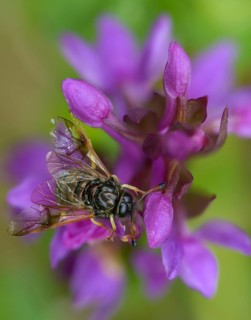 Abia candens, field widow flowers clubhorn leaf wasp, broad-leaved fingerroot, broad-leaved cuckoo