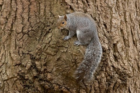 Grey squirrel (Sciurus carolinensis) adult animal on a tree trunk in a woodland, England, United