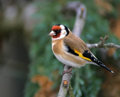 Carduelis carduelis, goldfinch, goldfinch, goldfinch, birds, leo, passeri, songbirds, birds