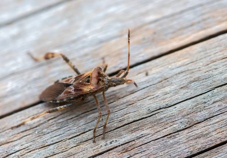 American pine bug, American cone bug, heteroptera, Leptoglossus occidentalis, neobiota, insects,