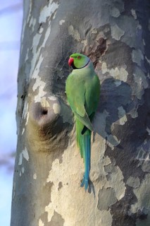 A solitary parrot perched against a tree with patterned bark: a ring-necked parakeet (Psittacula