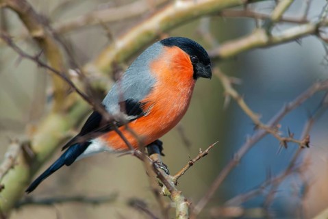 Bullfinch, Bullfinch, Pyrrhula Pyrrhula, Birds, Bullfinch, Passeri, Songbirds, Trumpeter