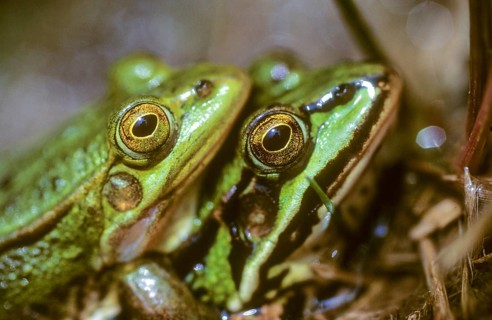 Small water frog, pelophylax lessonae, pool frog, rana lessonae, amphibians, amphibians, frog,