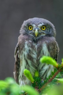 Glaucidium passerinum, pygmy owl, passerine owl, birds, owls, adolescent, high size, portrait,