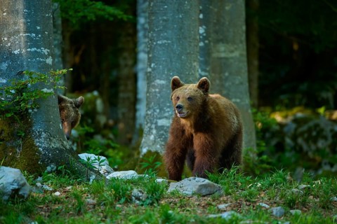 A brown bear appears to be listening intently, surrounded by dense trees, European brown bear