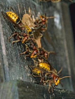 European hornet, hymenoptera, vespa crabro, high size, portrait format, hornet, insects, insects