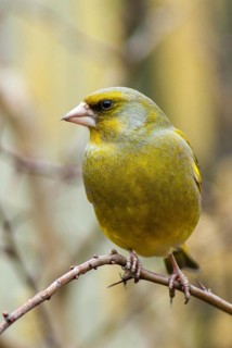 Carduelis chloris, chloris chloris, greenfinch, greenfinch, birds, high size, portrait format,