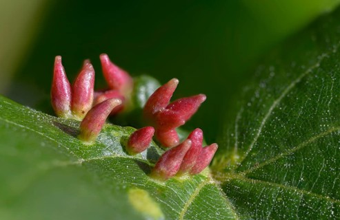 Bugle gall mite, eriophyes tiliae, lime nail gall mite, linden gall mite, linden gall mite, summer