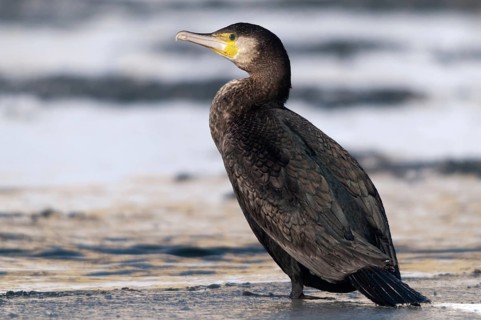 Black shag, cormorant, phalacrocorax carbo, birds, ice, immaturus, not sexually mature,