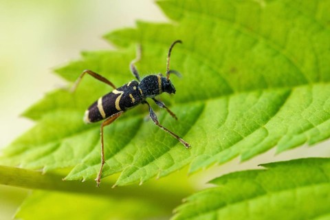 Clytus arietis, common ram ram, ram ram, beetle, longhorn, coleoptera, insects, insects, beetles,