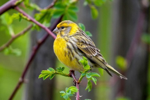 European Serin, serine, serinus serinus, birds, male, passeri, songbirds, birds
